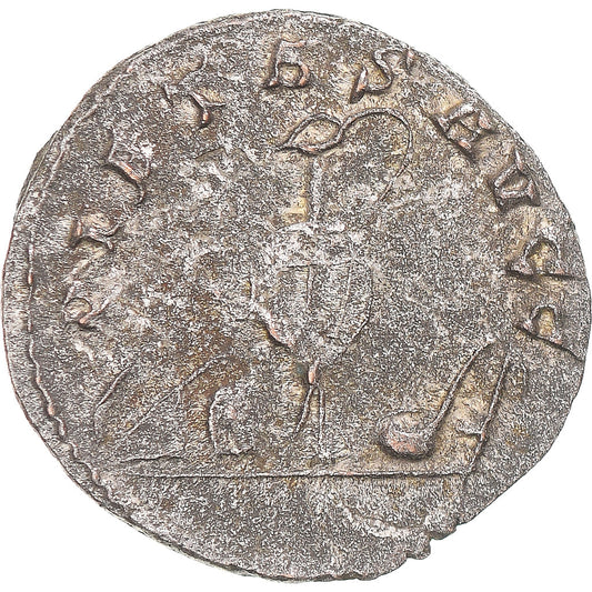 Mince, 
  
  Saloninus, 
  
  Antoninianus